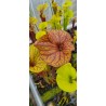 Plantes carnivores - Sarracenia flava 'MKF89'