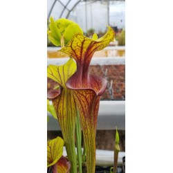 Plantes carnivores - Sarracenia flava var. ornata 'Apalachicola'