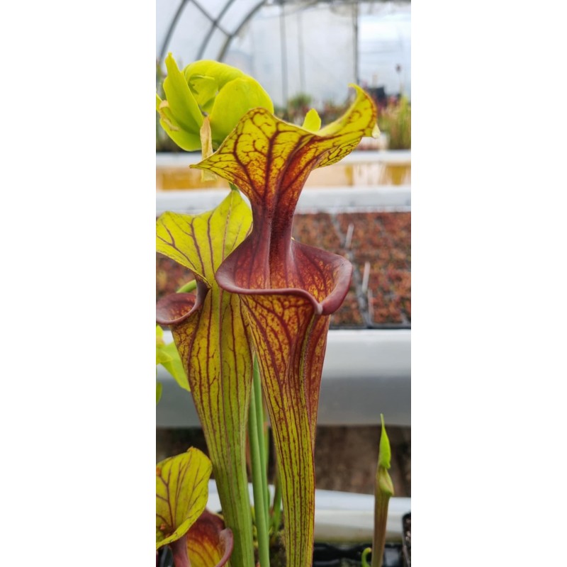 Plantes carnivores - Sarracenia flava var. ornata 'Apalachicola'