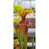 Plantes carnivores - Sarracenia flava var. ornata 'Apalachicola'