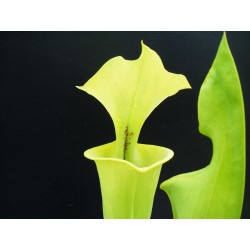 Sarracenia flava var. rugelii