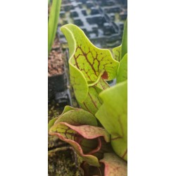 Plantes carnivores - Sarracenia purpurea var. montana