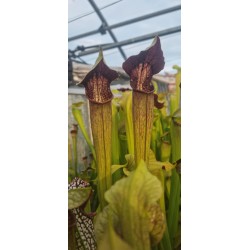 Plantes carnivores - Sarracenia alata 'very dark form'