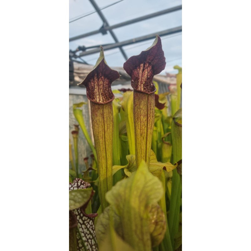 Plantes carnivores - Sarracenia alata 'very dark form'