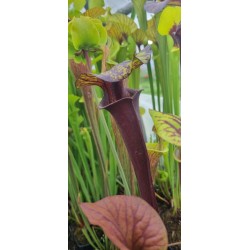 Plantes carnivores - Sarracenia flava var. rubricorpora 'dark 3 x dark 2, Liberty Co, Fl' Mike Wang