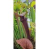 Plantes carnivores - Sarracenia flava var. rubricorpora 'dark 3 x dark 2, Liberty Co, Fl' Mike Wang