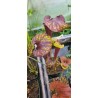 Plantes carnivores - Sarracenia flava var. rubricorpora 'dark 3 x dark 2, Liberty Co, Fl' Mike Wang
