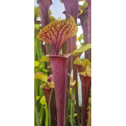 Plantes carnivores-Sarracenia flava var. atropurpurea 'Sandy Creek Bay