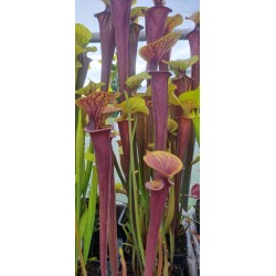 Plantes carnivores-Sarracenia flava var. atropurpurea 'Sandy Creek Bay