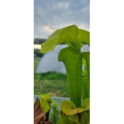 Plantes carnivores - Sarracenia flava var. rugelii 'Near Columbia