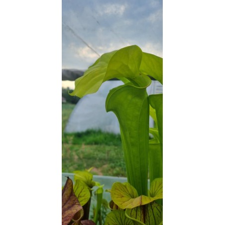 Plantes carnivores - Sarracenia flava var. rugelii 'Near Columbia