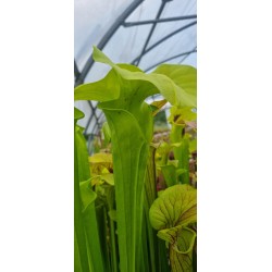 Plantes carnivores - Sarracenia flava var. rugelii 'Near Columbia