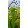 Plantes carnivores - Sarracenia flava var. rugelii 'Near Columbia