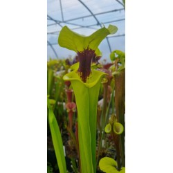 Plantes carnivores - Sarracenia flava var. rugelii 'F92MK'