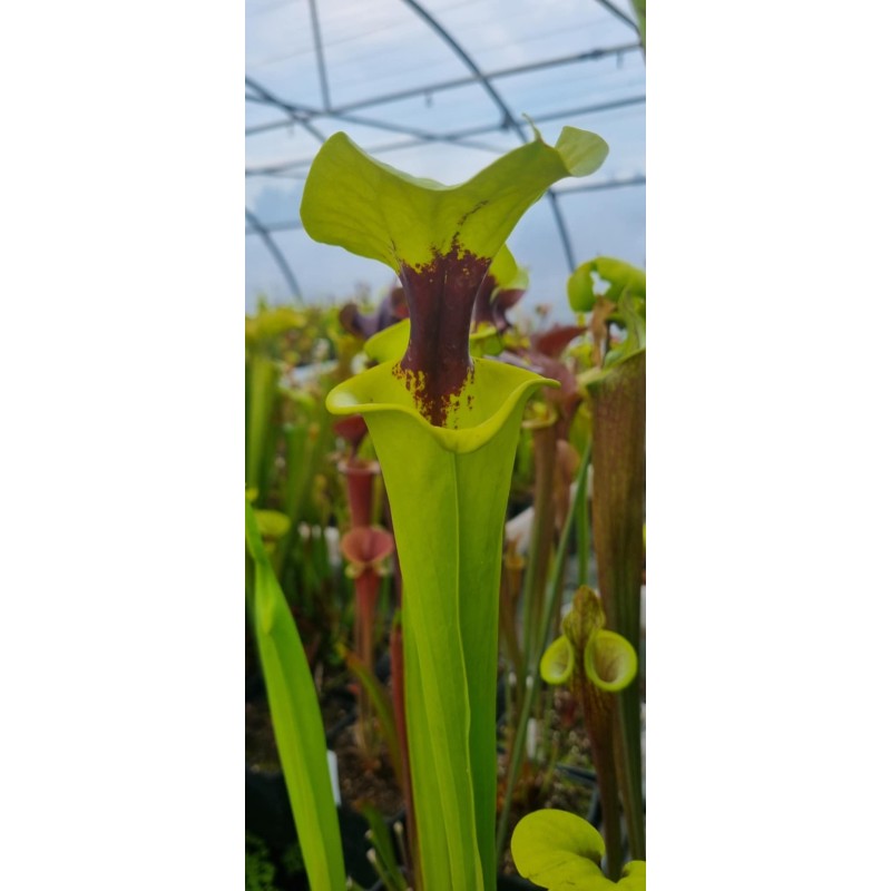 Plantes carnivores - Sarracenia flava var. rugelii 'F92MK'