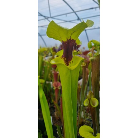 Plantes carnivores - Sarracenia flava var. rugelii 'F92MK'