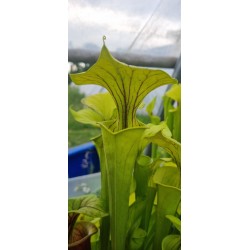 Plantes carnivores - sarracenia flava var. ornata