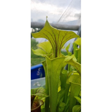 Plantes carnivores - sarracenia flava var. ornata