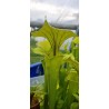 Plantes carnivores - sarracenia flava var. ornata