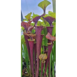 Plantes carnivores - Sarracenia flava var. ornata 'Heavy veined