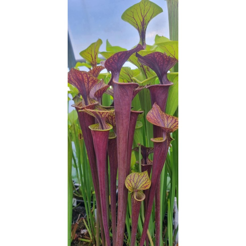 Plantes carnivores - Sarracenia flava var. ornata 'Heavy veined
