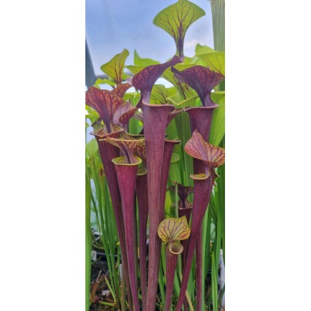 Plantes carnivores - Sarracenia flava var. ornata 'Heavy veined