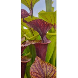 Plantes carnivores - Sarracenia flava var. ornata 'Heavy veined