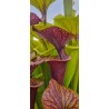 Plantes carnivores - Sarracenia flava var. ornata 'Heavy veined