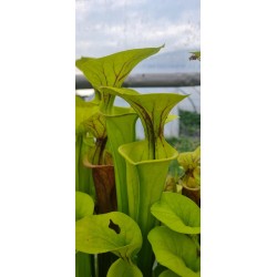 Plantes carnivores - Sarracenia flava, Dahlia Bog, Greenville, Augusta