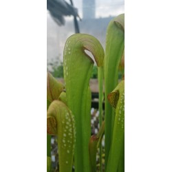 Plantes carnivores - Sarracenia minor var. okefenokeensis