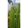 Plantes carnivores - Sarracenia minor var. okefenokeensis