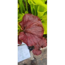 Plantes carnivores - Sarracenia flava var. atropurpurea `Kimber Red Ruffles’ (DC) F195,MK'