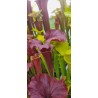 Plantes carnivores - Sarracenia flava var. atropurpurea `Kimber Red Ruffles’ (DC) F195,MK'