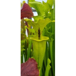 Plantes carnivores - Sarracenia flava