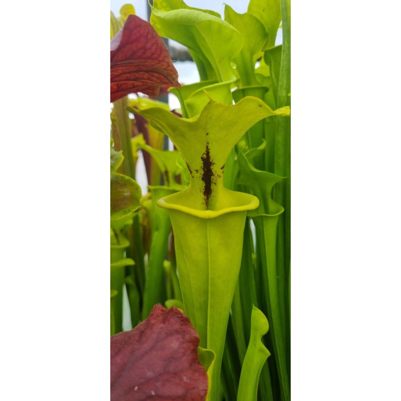 Plantes carnivores - Sarracenia flava