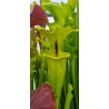 Plantes carnivores - Sarracenia flava