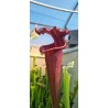 Plantes carnivores - Sarracenia X moorei 'Praetorian guard' H260MK