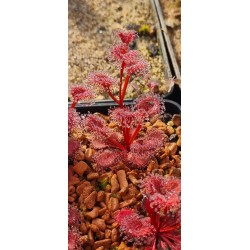 Plantes carnivores - Drosera rupicola 'red'