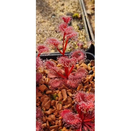 Plantes carnivores - Drosera rupicola 'red'