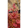 Plantes carnivores - Drosera rupicola 'red'