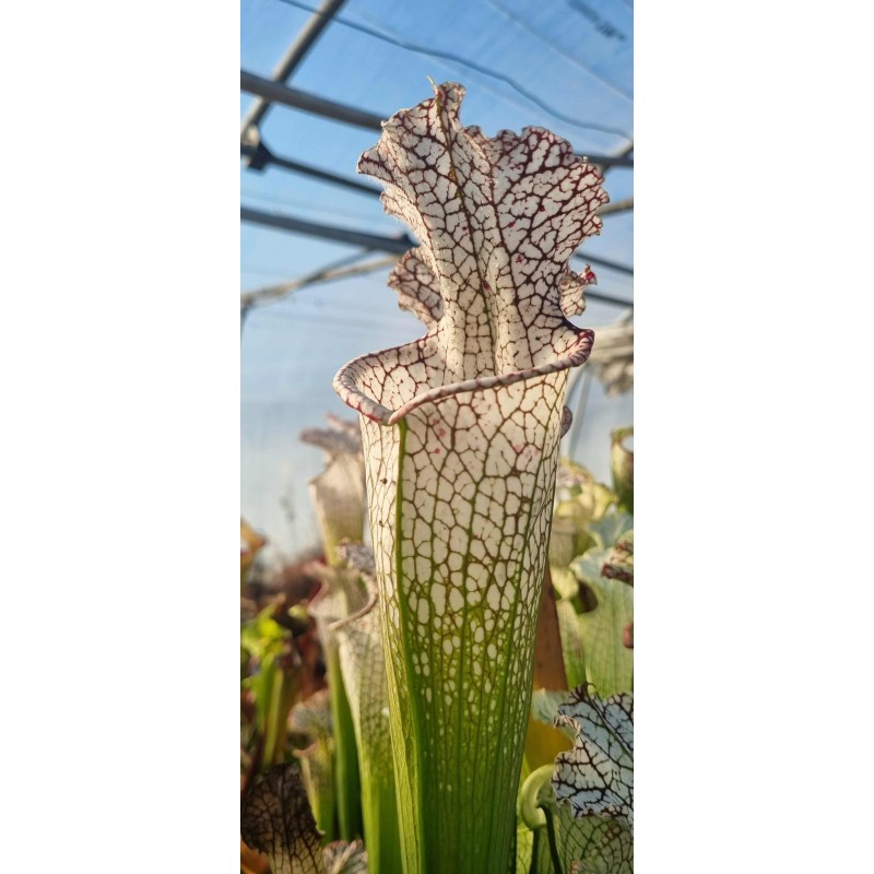 Plantes carnivores - Sarracenia leucophylla L103MK