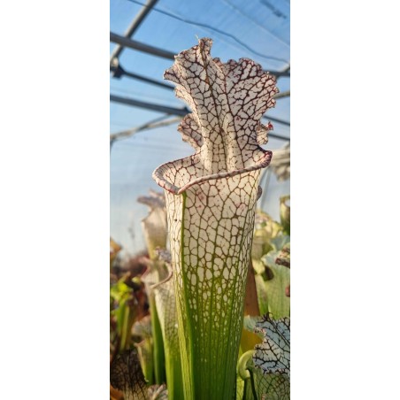 Plantes carnivores - Sarracenia leucophylla L103MK