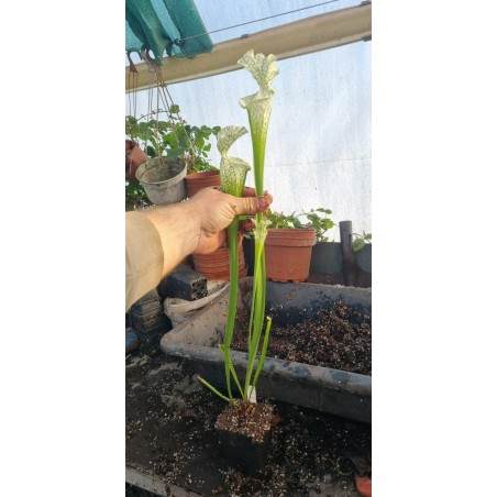 Plantes carnivores - Sarracenia leucophylla alba Hurricane Creek White