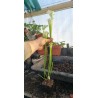 Plantes carnivores - Sarracenia leucophylla alba Hurricane Creek White