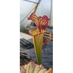 Plantes carnivores - Sarracenia X lynda butt
