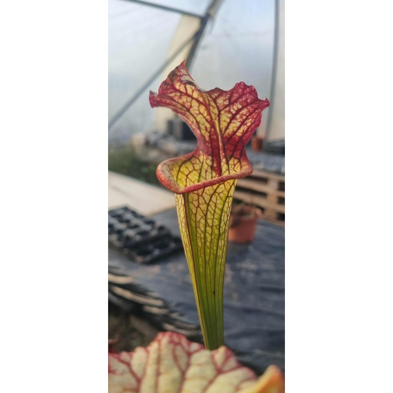 Plantes carnivores - Sarracenia X lynda butt