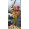 Plantes carnivores - Sarracenia X lynda butt