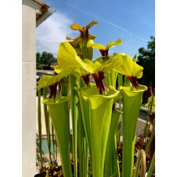 Plantes carnivores - Sarracenia flava var. rugelii 'True giant rugelii' FL77 RVO
