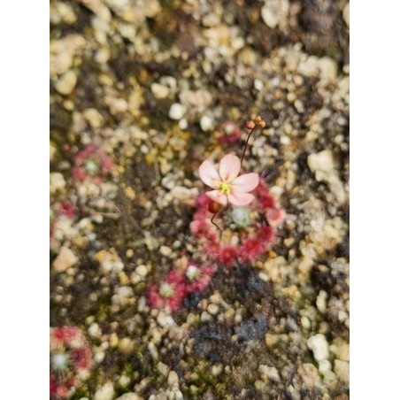 Plantes carnivores - Drosera australis 'pink flower, red veins'