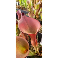 Plantes carnivores - Heliamphora ionasii 'hairy killer, clone 2, ms' X Heliamphora exappendiculata 'red''